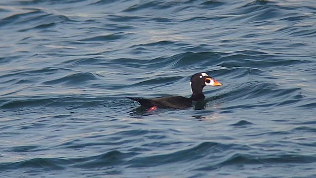 Surf Scoter - ML647313333