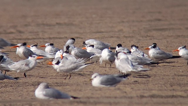 Royal Tern - ML647313340