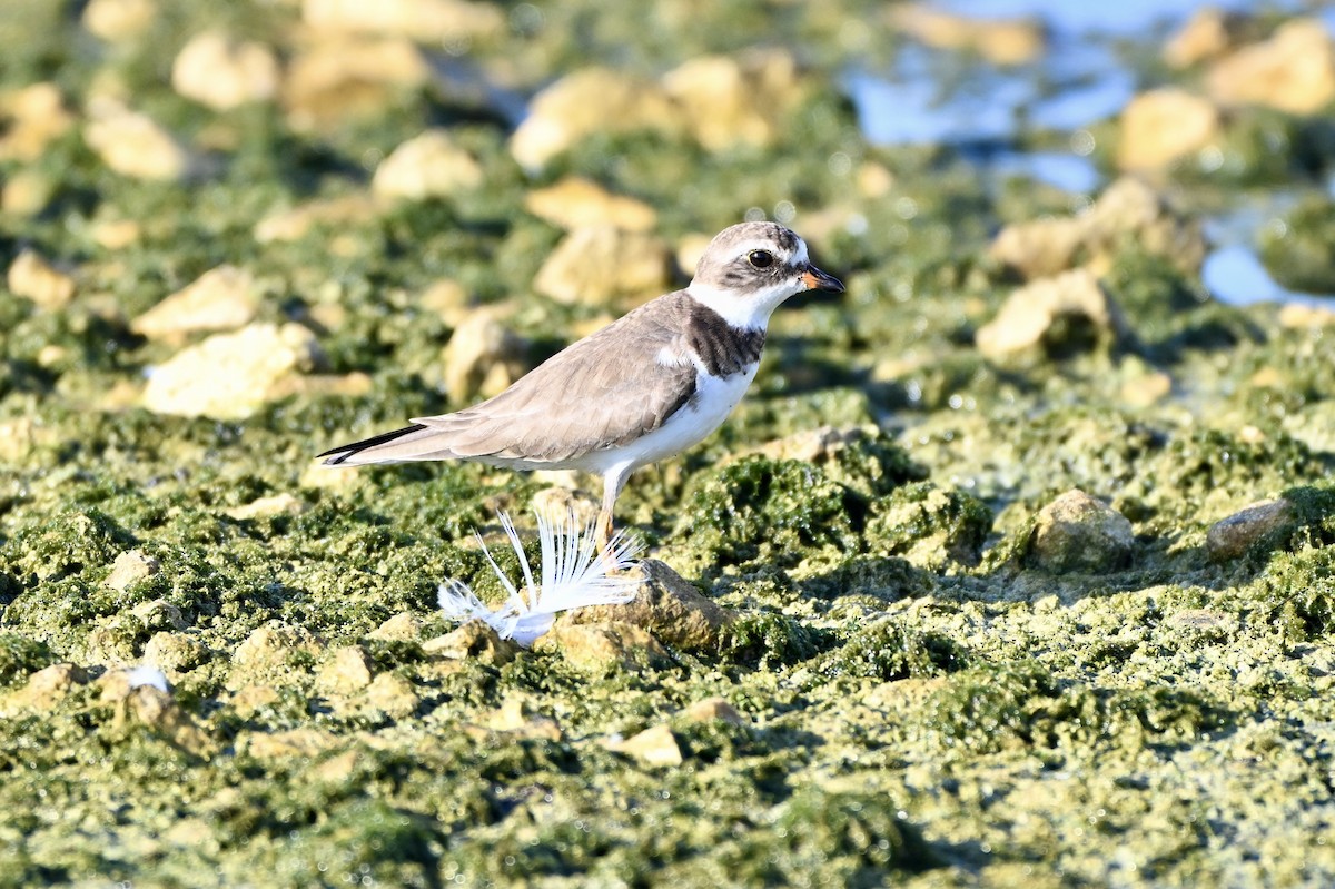 Txirritxo erdipalmatua - ML647313342