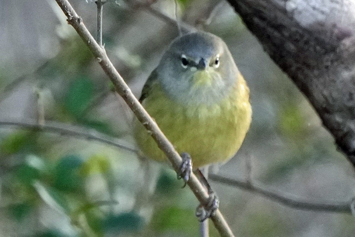 Orange-crowned Warbler - ML647313347