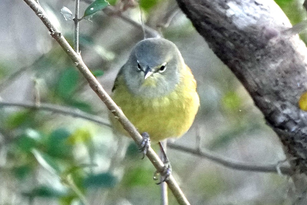 Orange-crowned Warbler - ML647313348