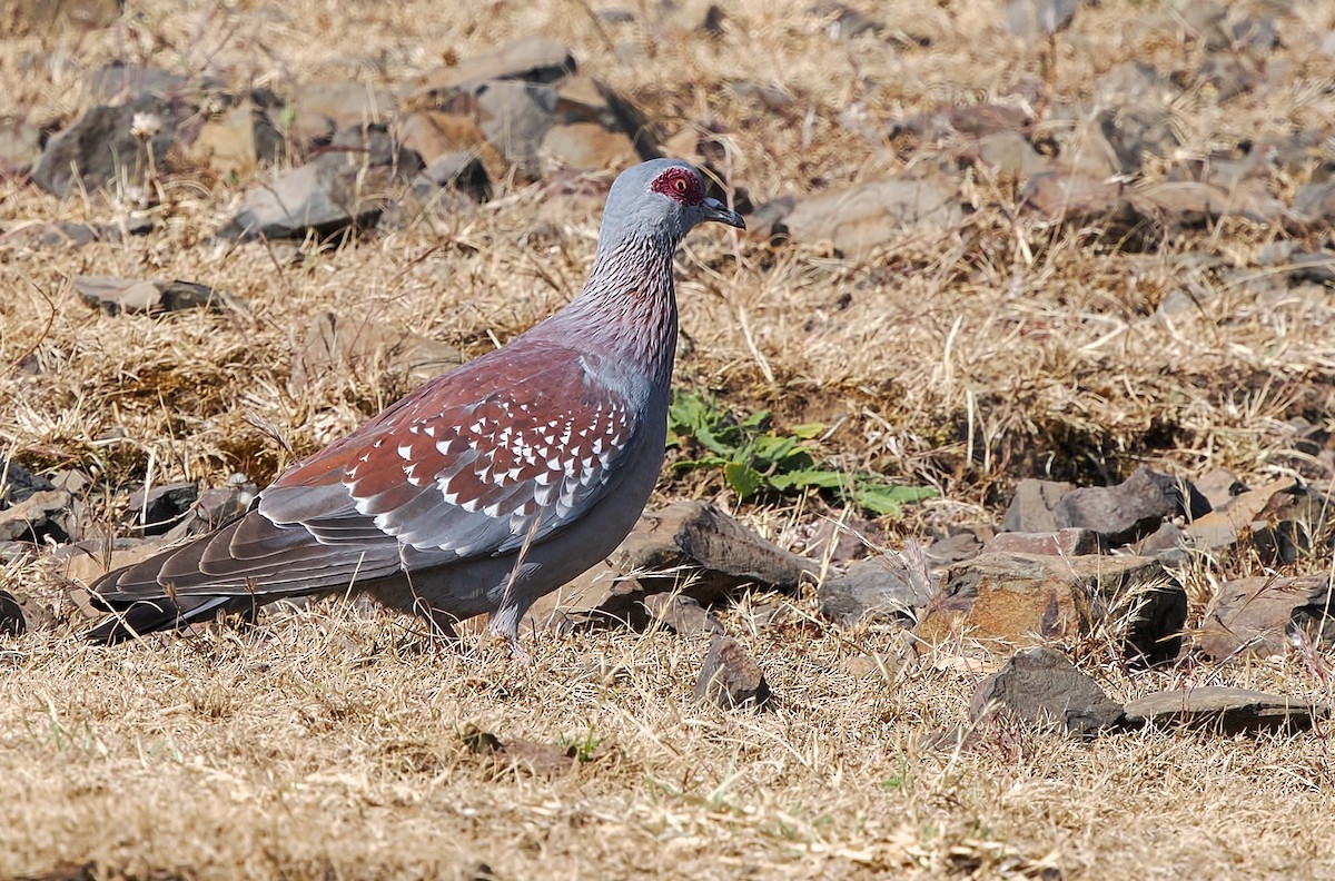 Speckled Pigeon - ML647313352