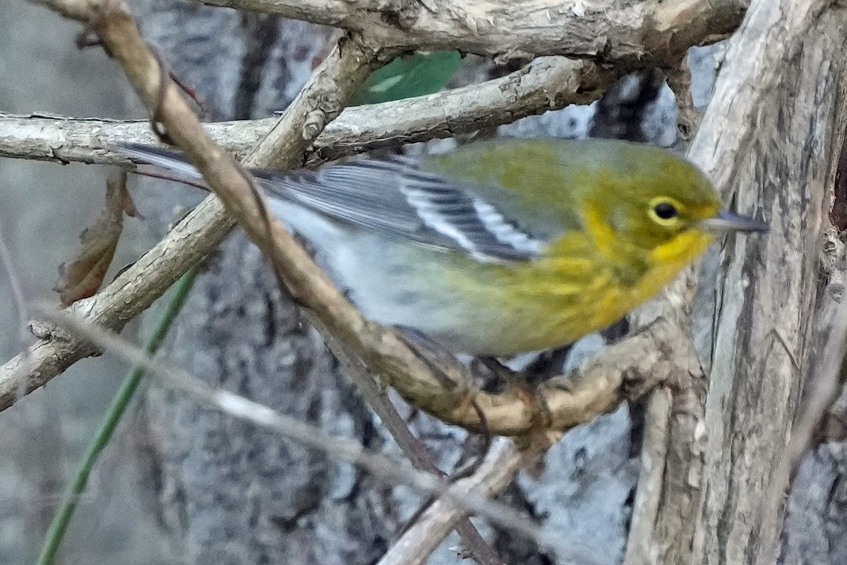 Kiefernwaldsänger - ML647313355