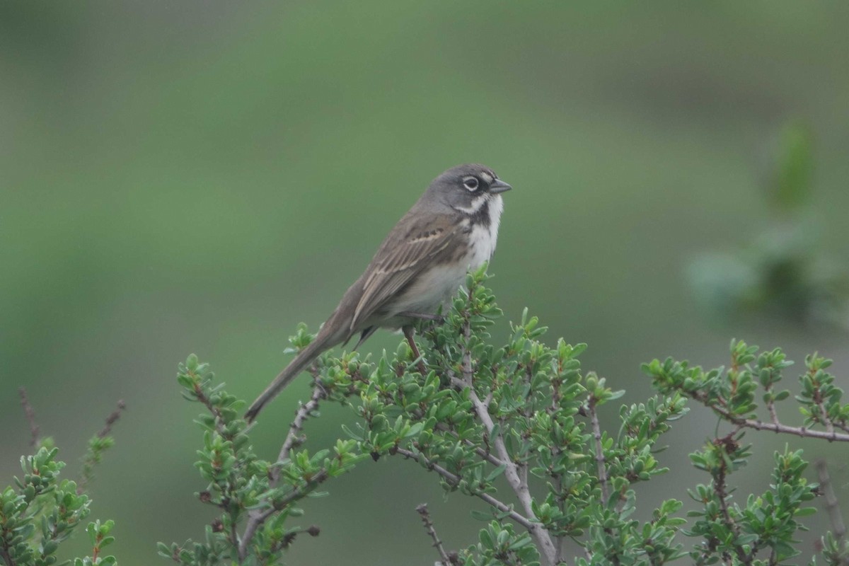 Bell's Sparrow - ML647313357