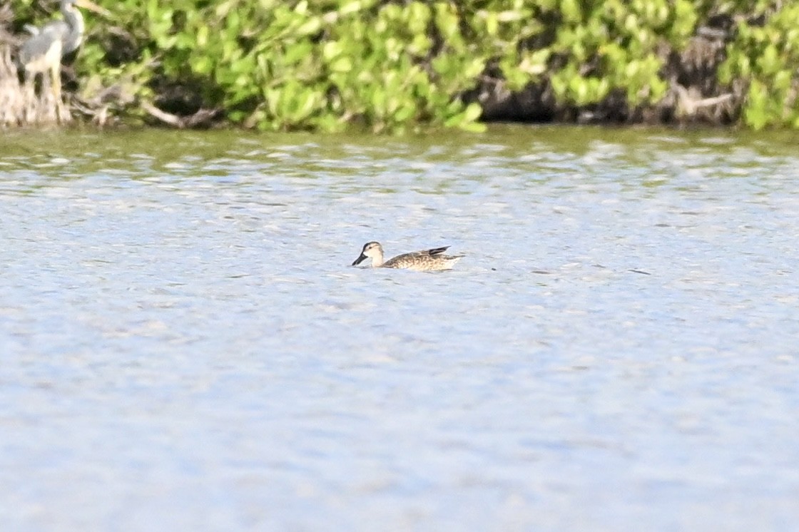 ミカヅキシマアジ - ML647313368