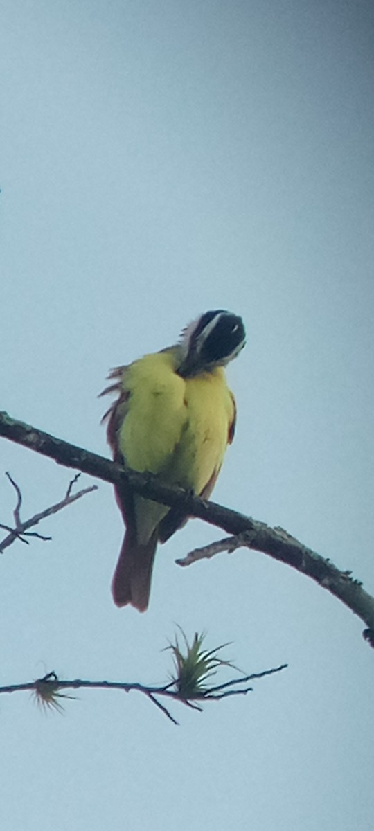 Great Kiskadee - ML647313382