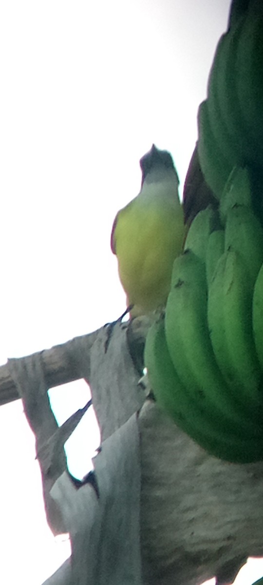 Great Kiskadee - ML647313383