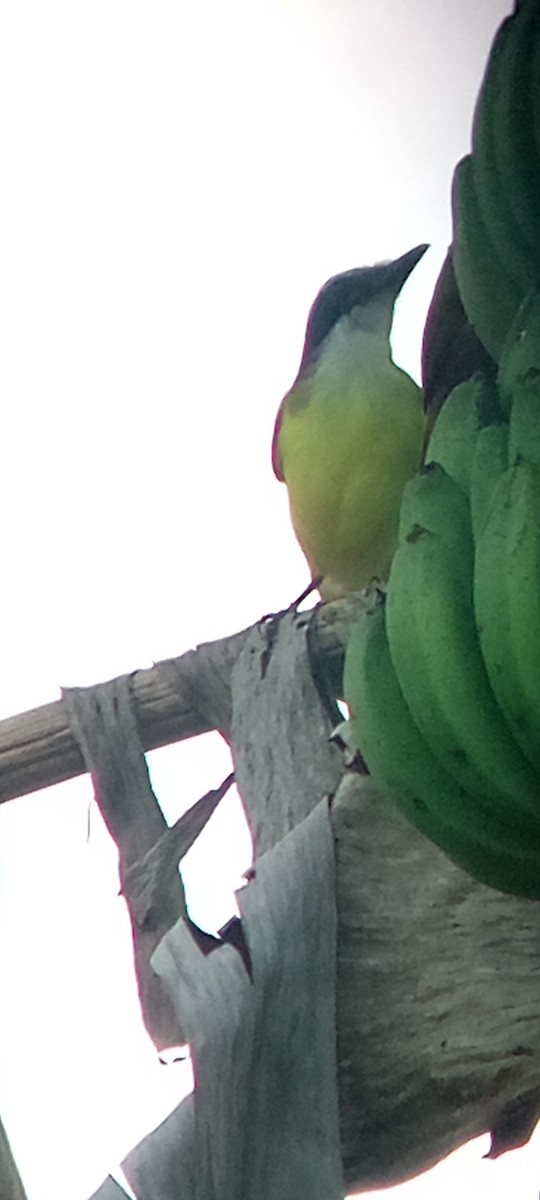 Great Kiskadee - ML647313384