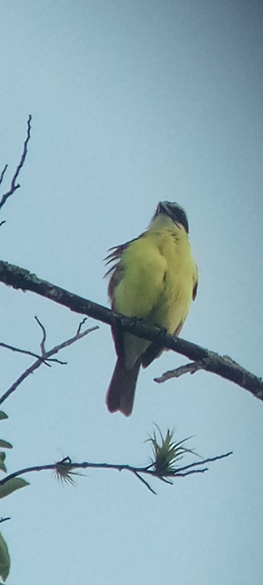 Great Kiskadee - ML647313385