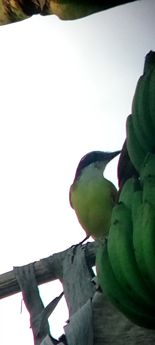 Great Kiskadee - ML647313386