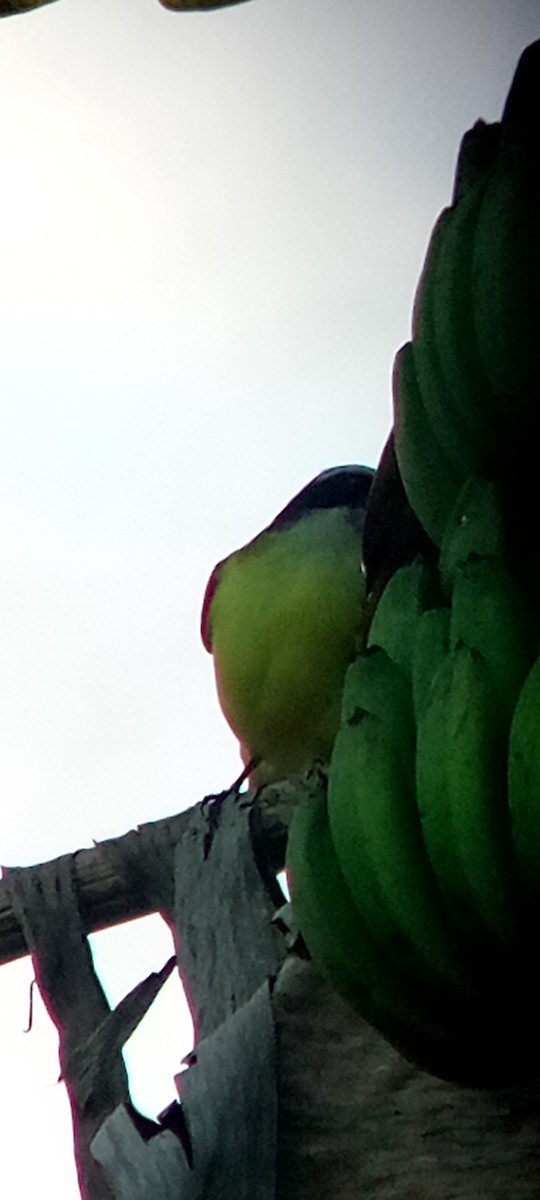 Great Kiskadee - ML647313387