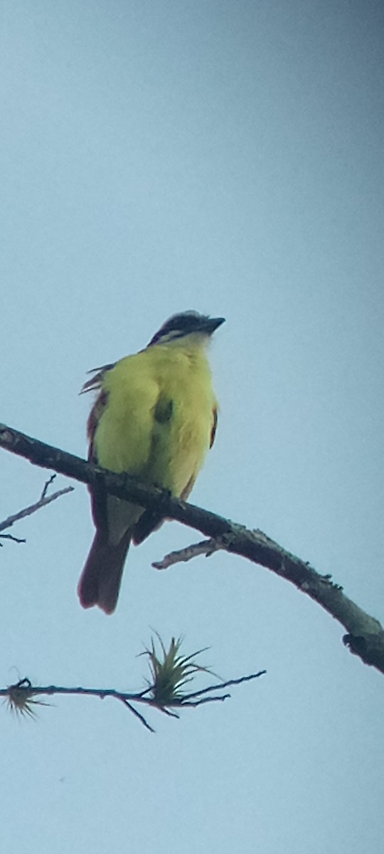 Great Kiskadee - ML647313388