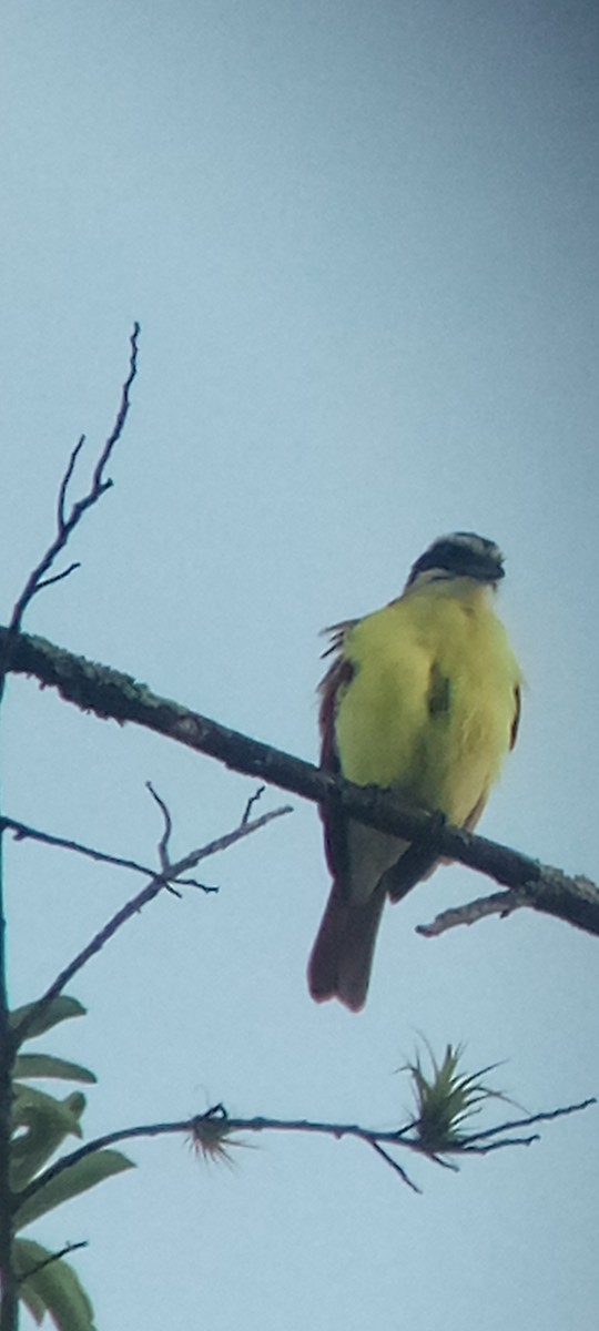 Great Kiskadee - ML647313389