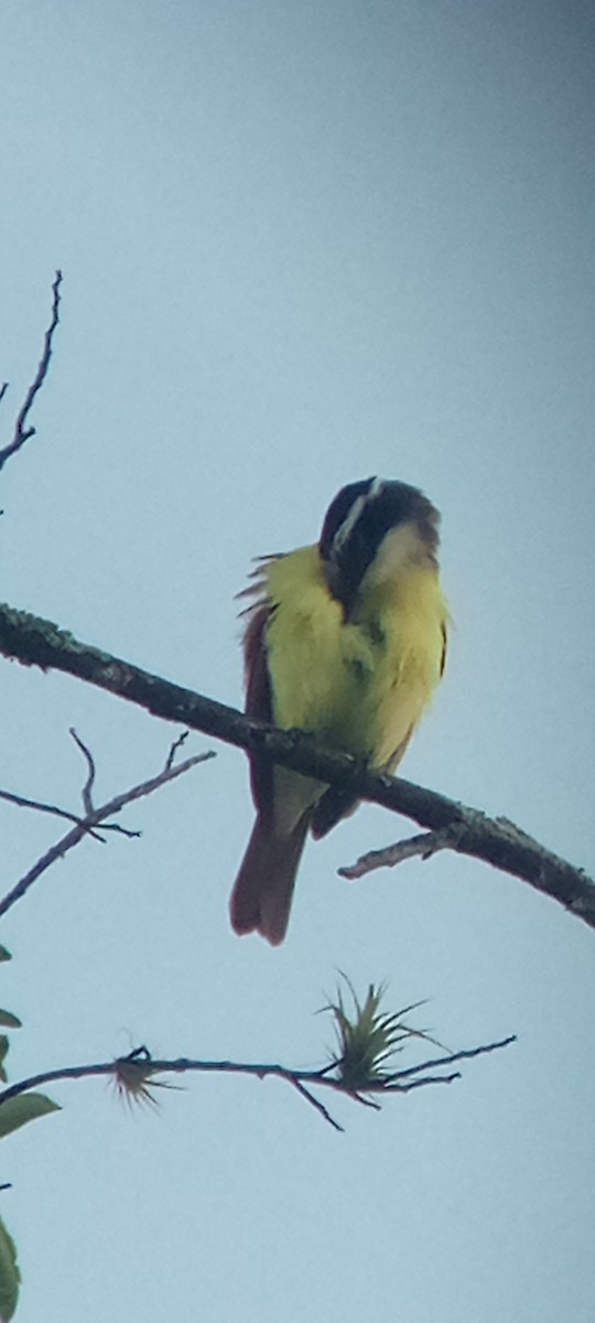 Great Kiskadee - ML647313390