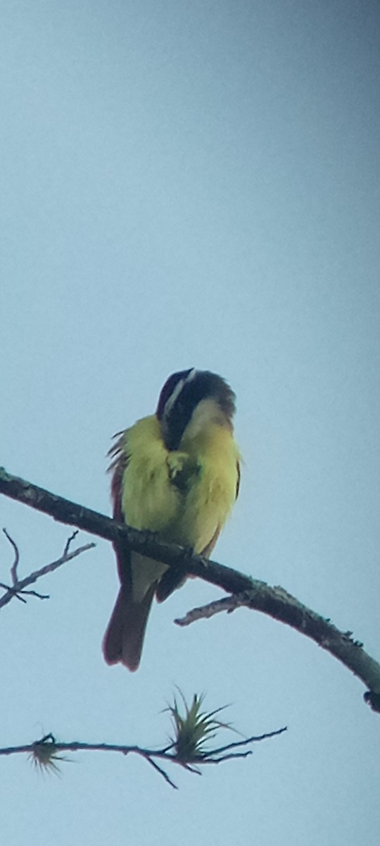 Great Kiskadee - ML647313391