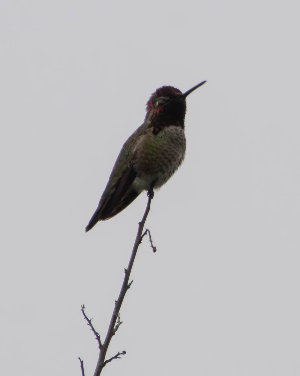 Anna's Hummingbird - ML647313393