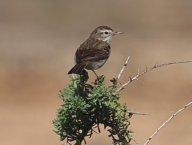 Berthelot's Pipit - ML647313395