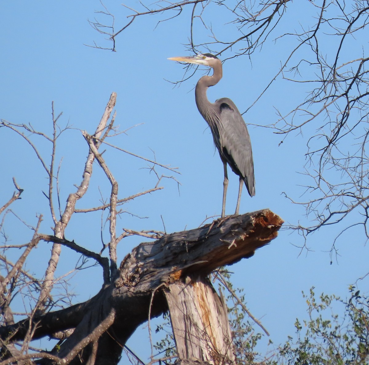 Great Blue Heron (Great Blue) - ML647313396