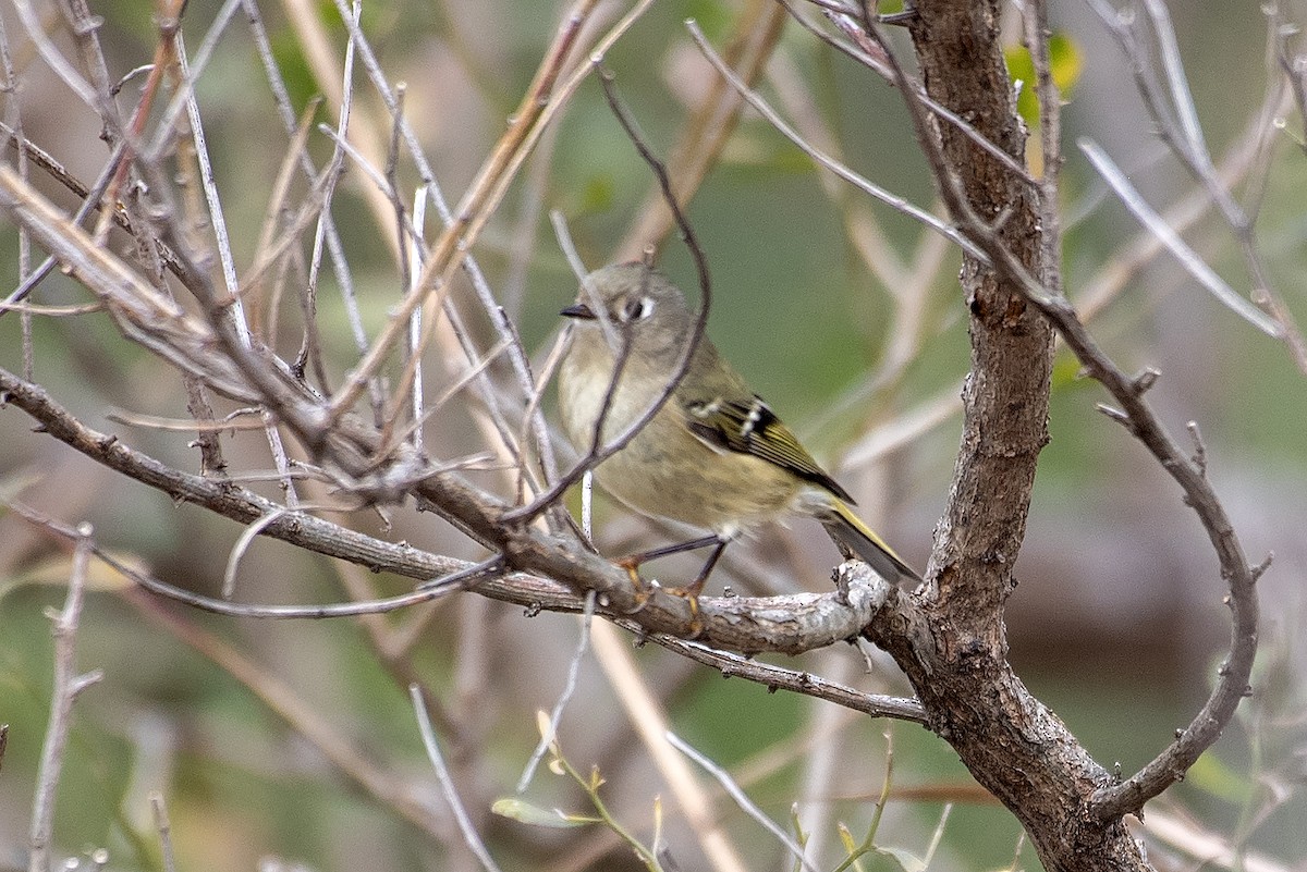 Ruby-crowned Kinglet - ML647313397
