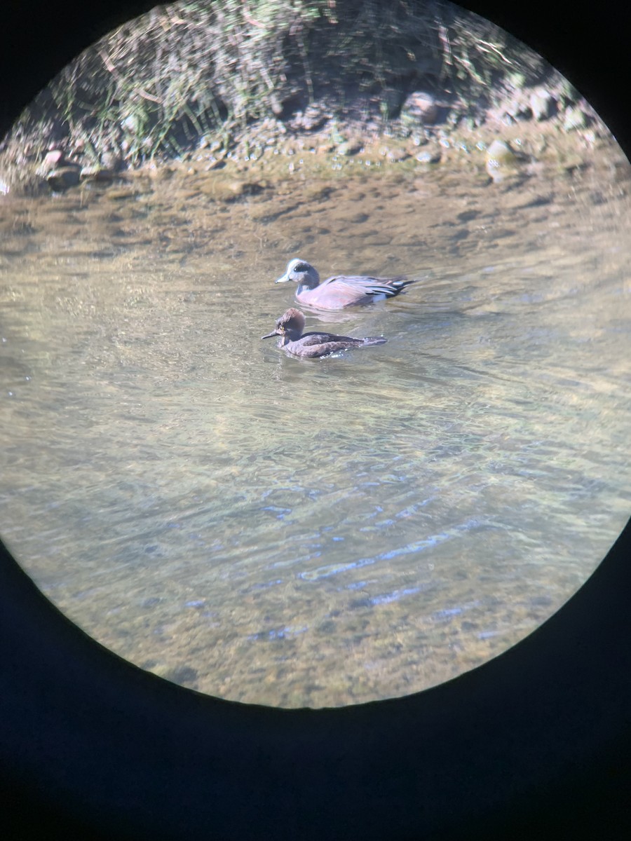 Hooded Merganser - ML647313398