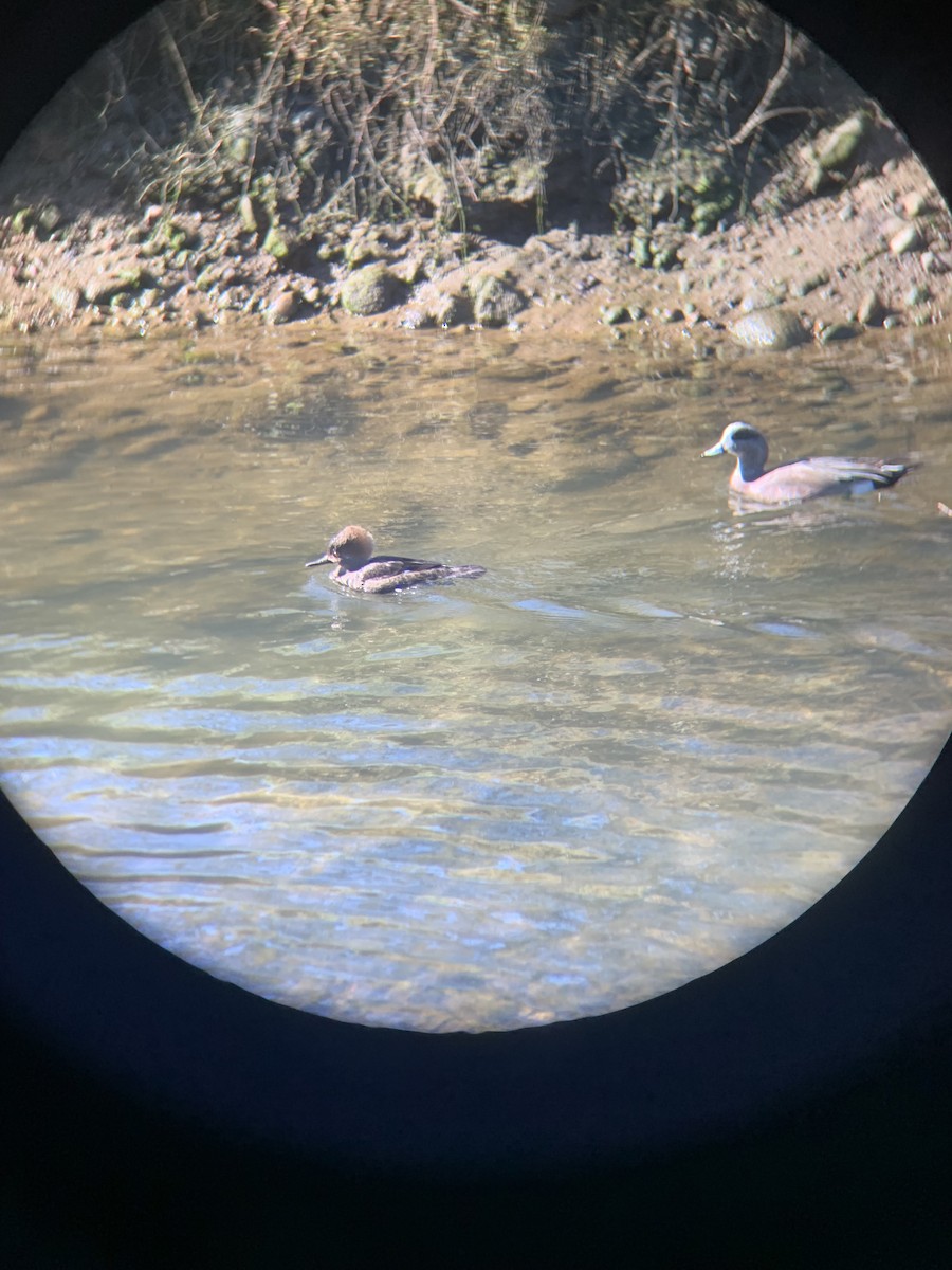 Hooded Merganser - ML647313399