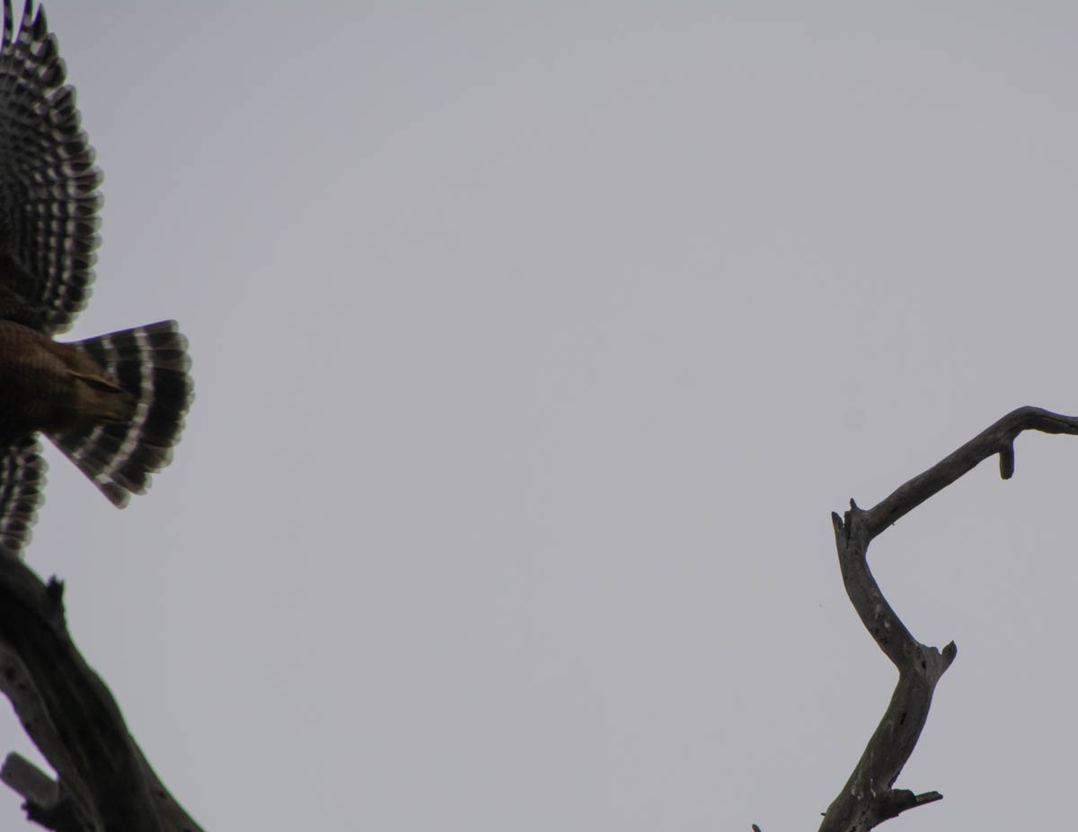 Red-shouldered Hawk - ML647313400