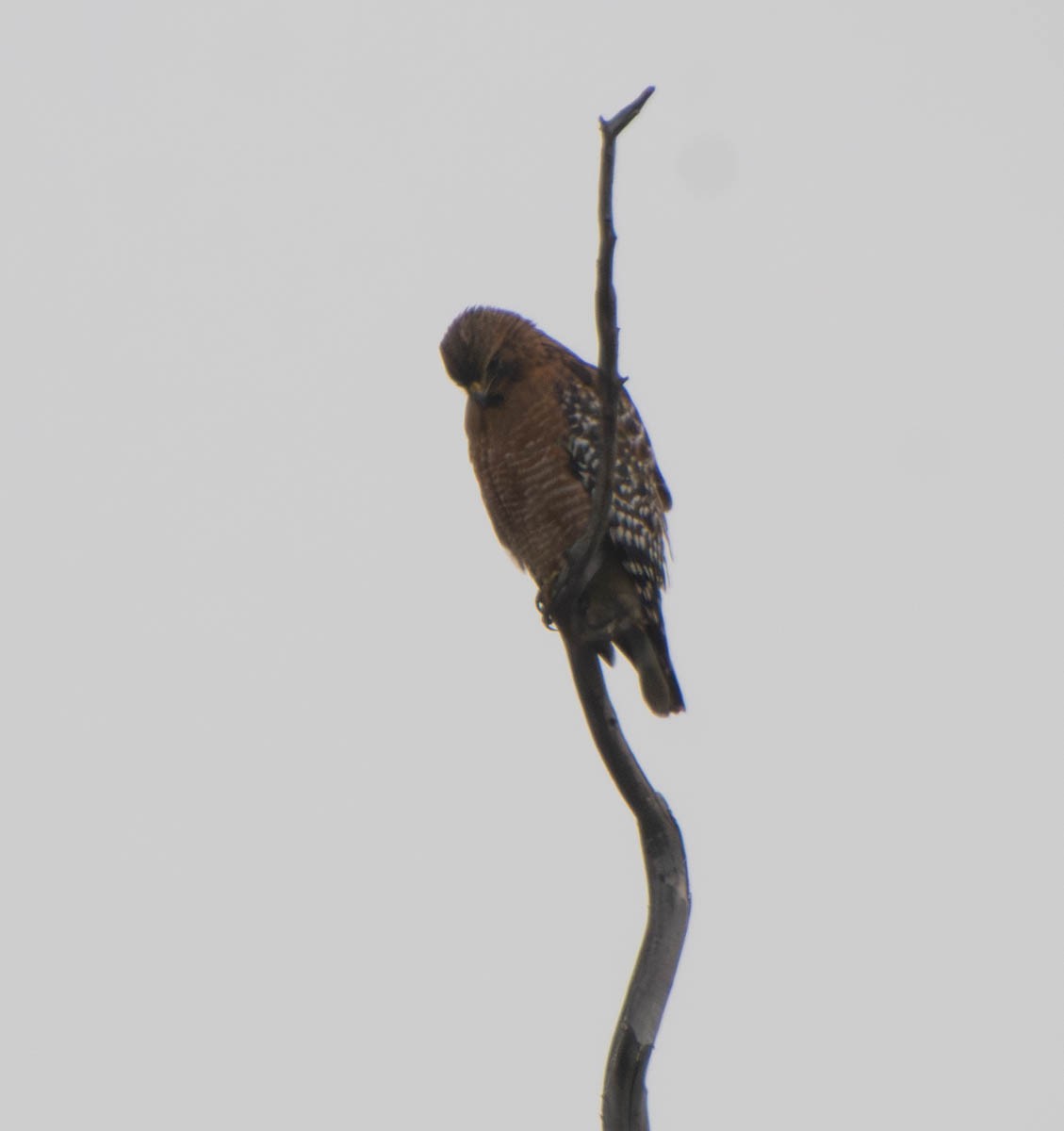 Red-shouldered Hawk - ML647313401