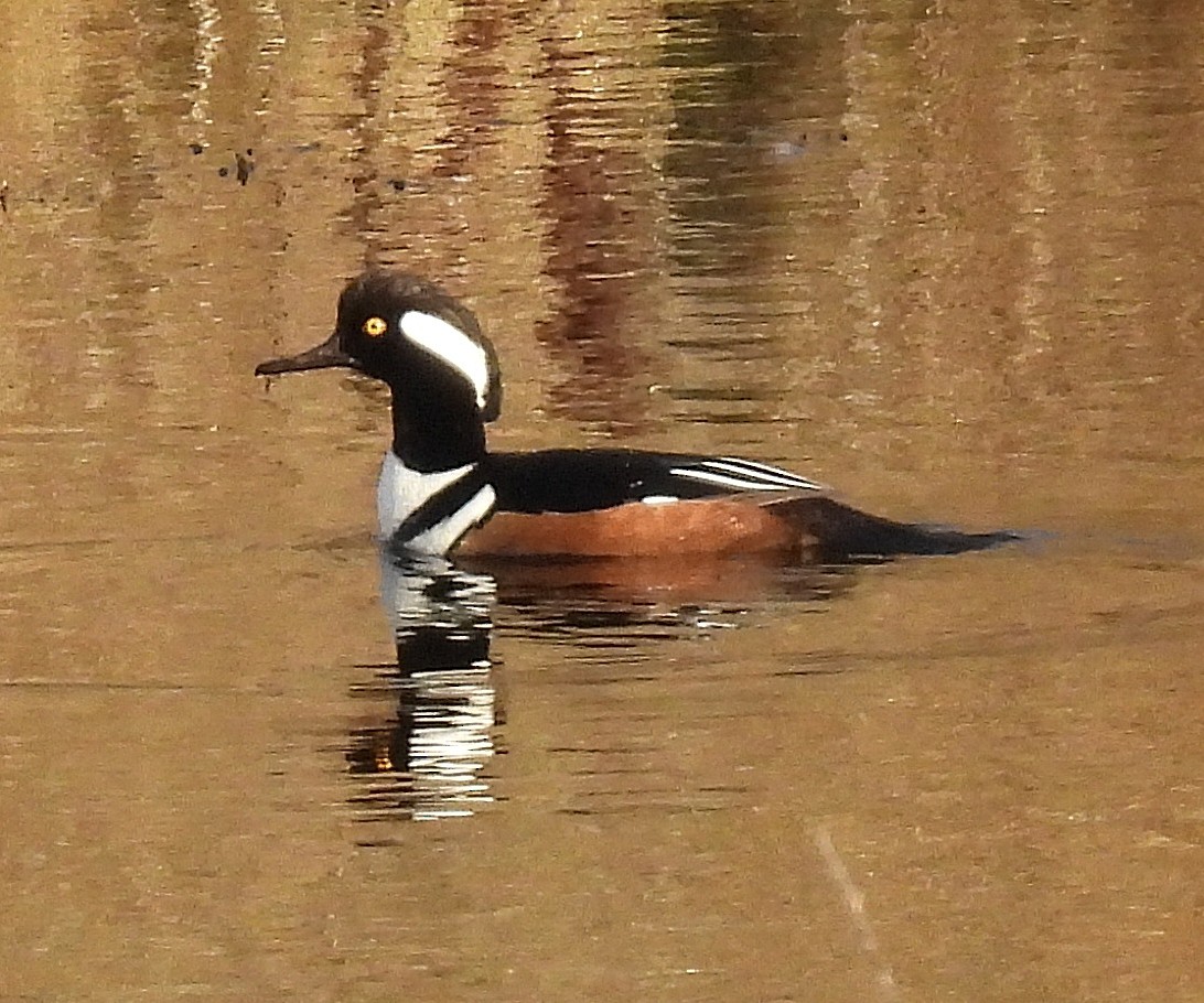 Smergo dal cappuccio - ML647313402