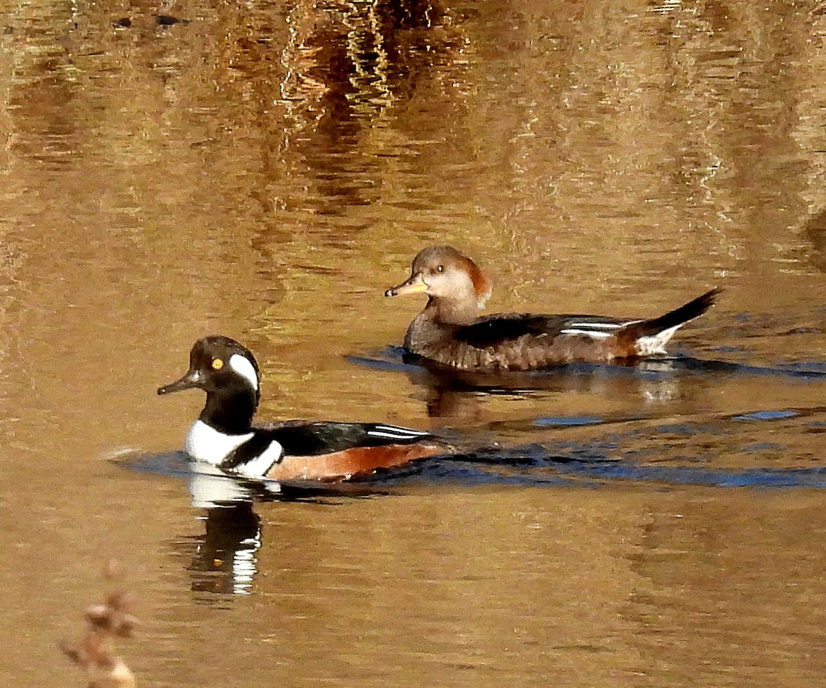 Smergo dal cappuccio - ML647313403