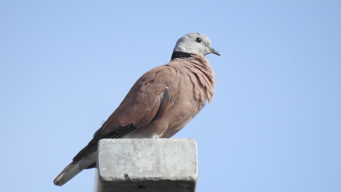 Red Collared-Dove - ML647313405