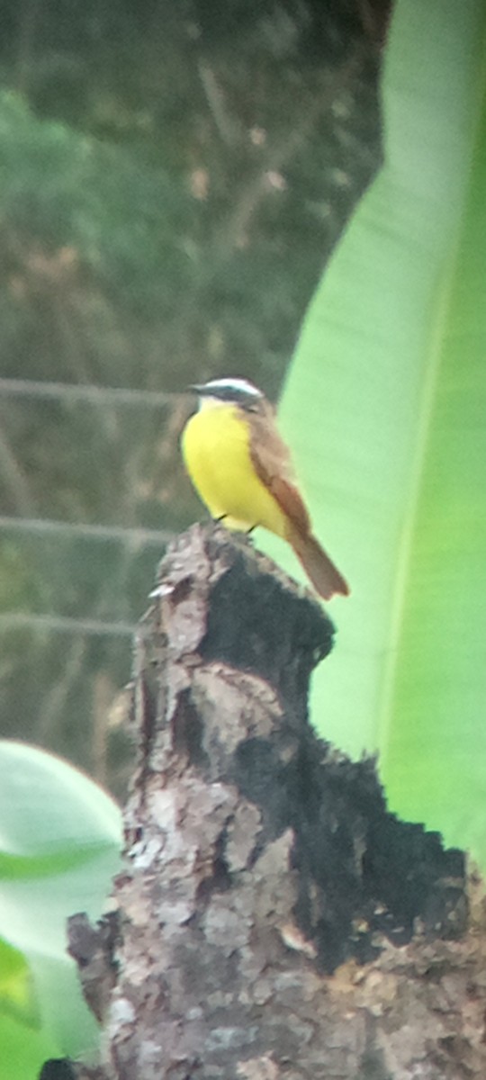 Social Flycatcher - ML647313406