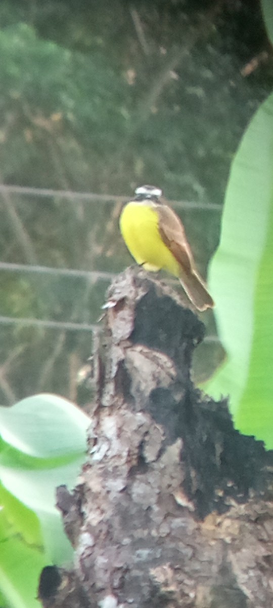 Social Flycatcher - ML647313407