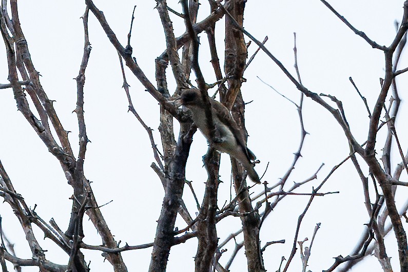 Brown-backed Honeybird - ML647313408