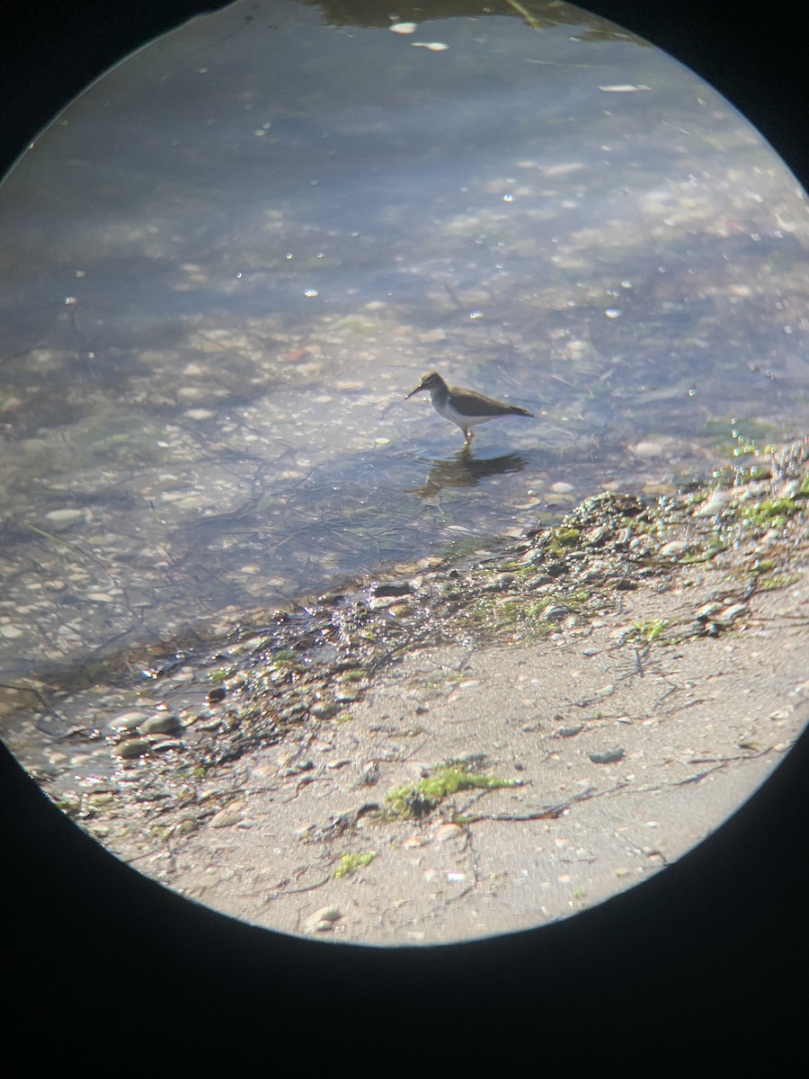 Piro piro macchiato - ML647313409