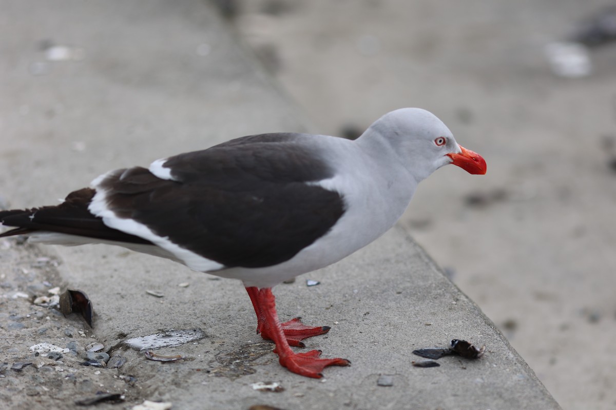 Dolphin Gull - ML647313410