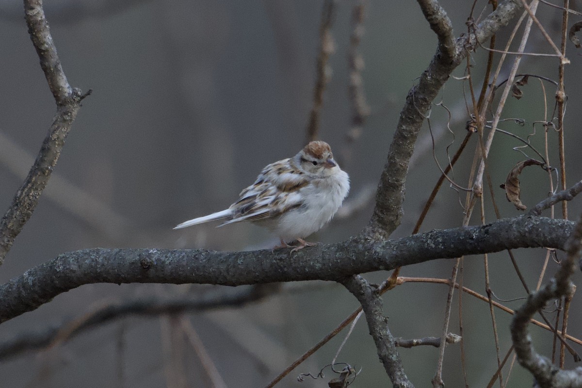 Chipping Sparrow - ML647313411