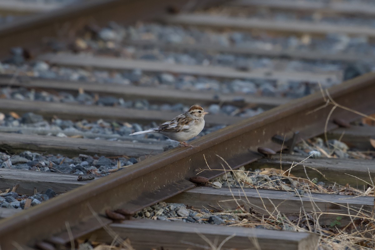 Chipping Sparrow - ML647313412