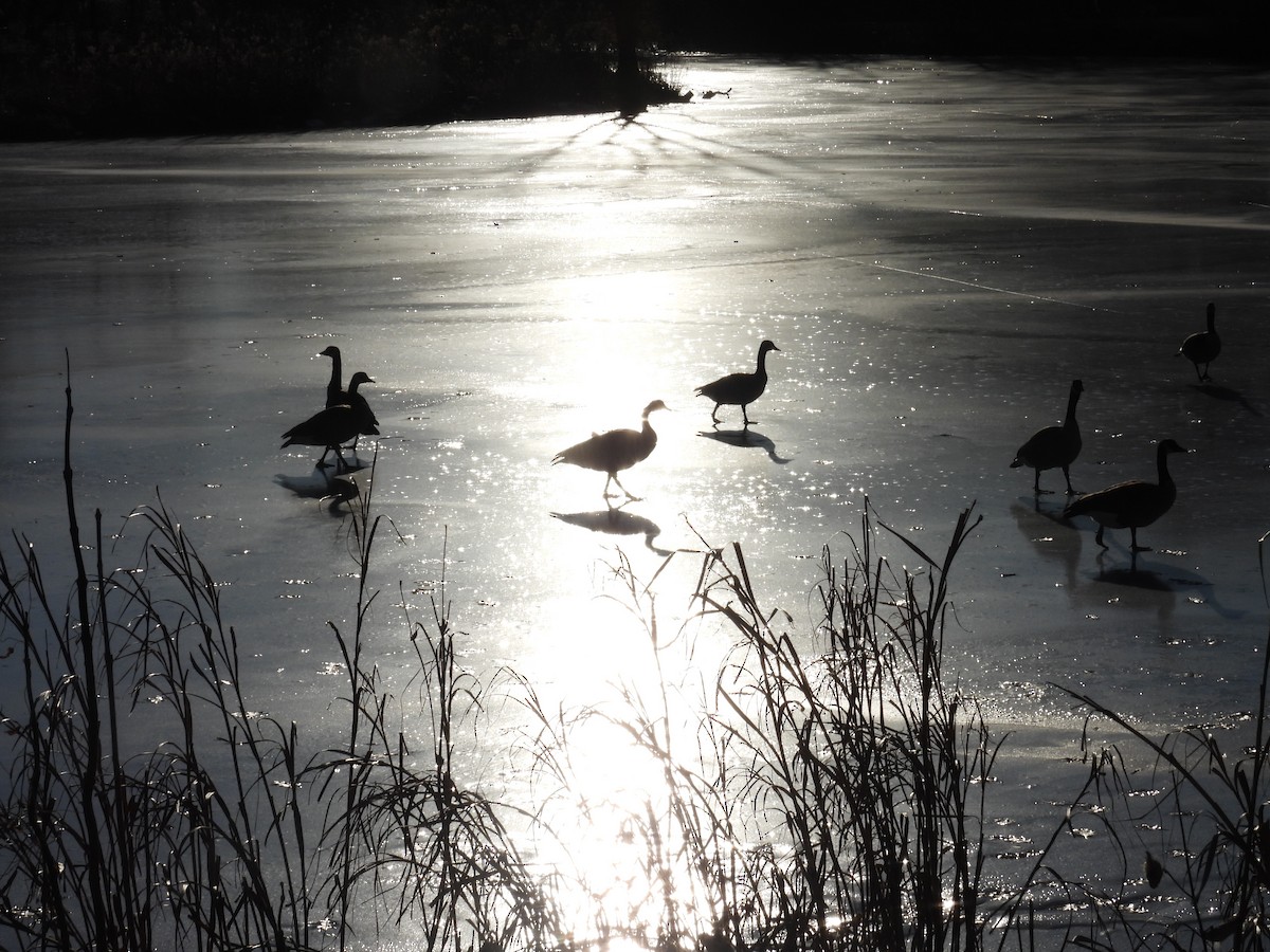 Oca canadese maggiore - ML647313413