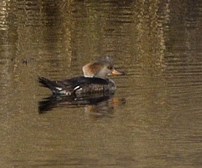 Smergo dal cappuccio - ML647313414