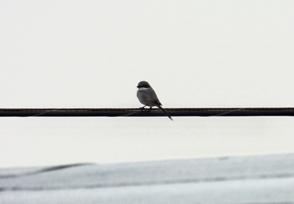 Loggerhead Shrike - ML647313415