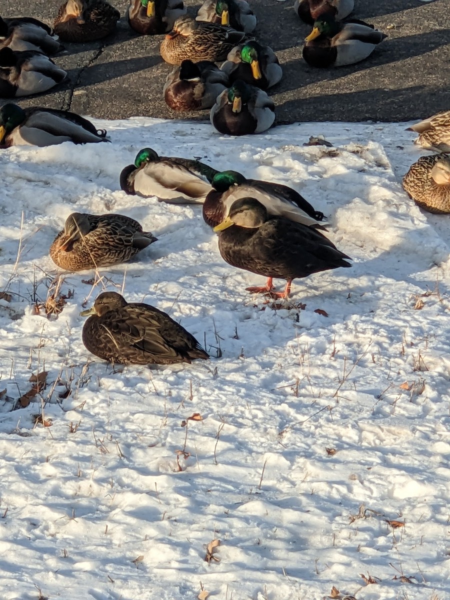 Mallard x American Black Duck (hybrid) - ML647313416