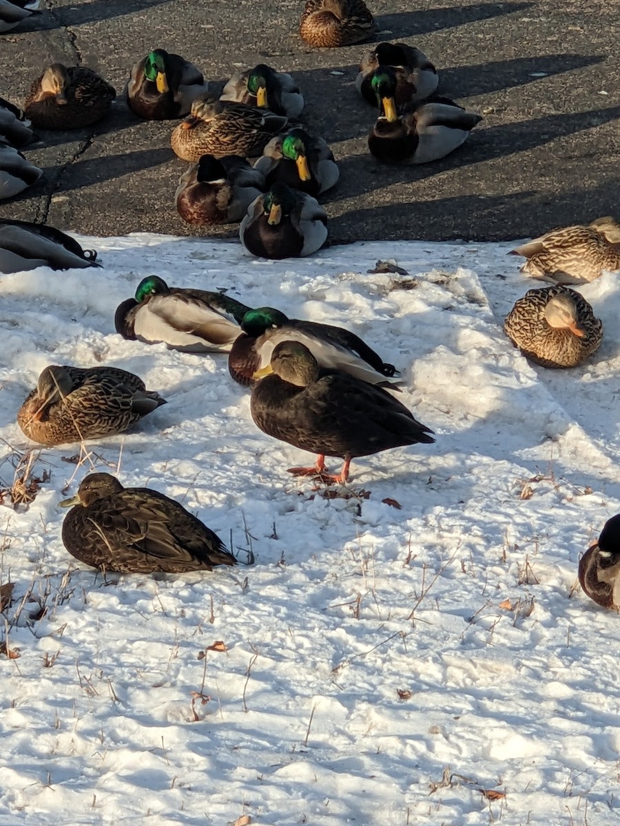Mallard x American Black Duck (hybrid) - ML647313417