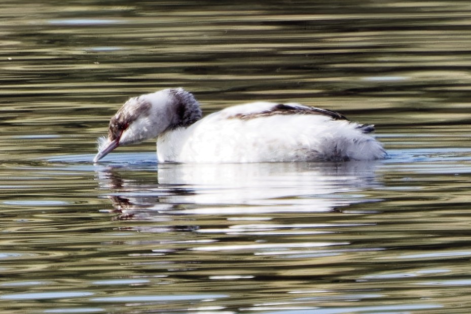 Horned Grebe - ML647313418
