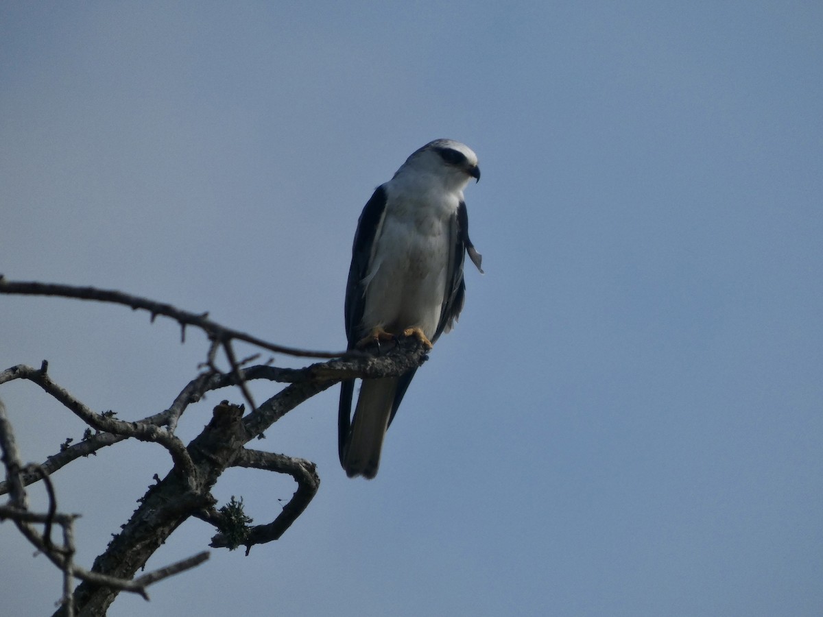 White-tailed Kite - ML647313423