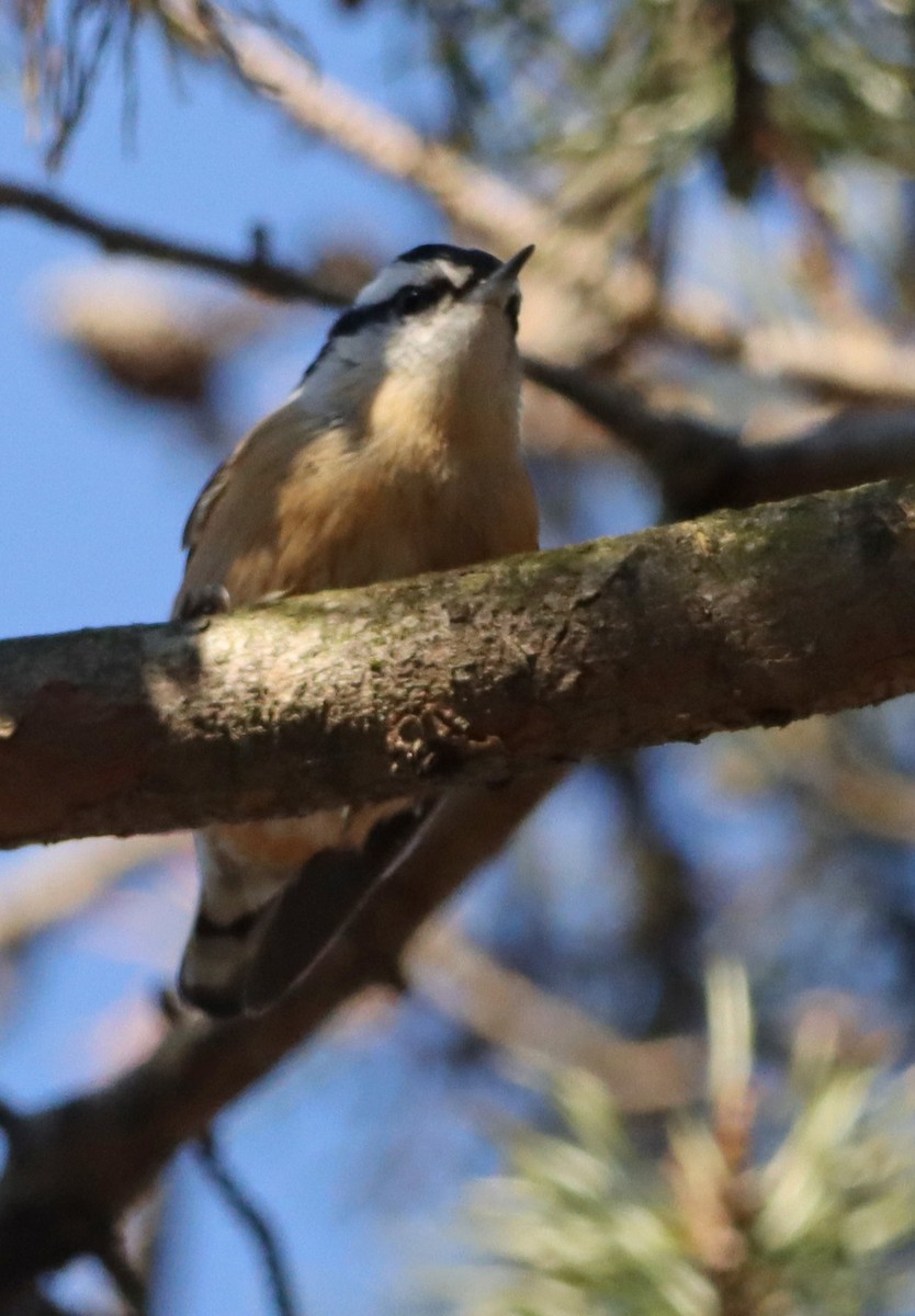 Red-breasted Nuthatch - ML647313432