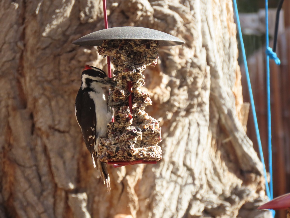 Hairy Woodpecker - ML647313458