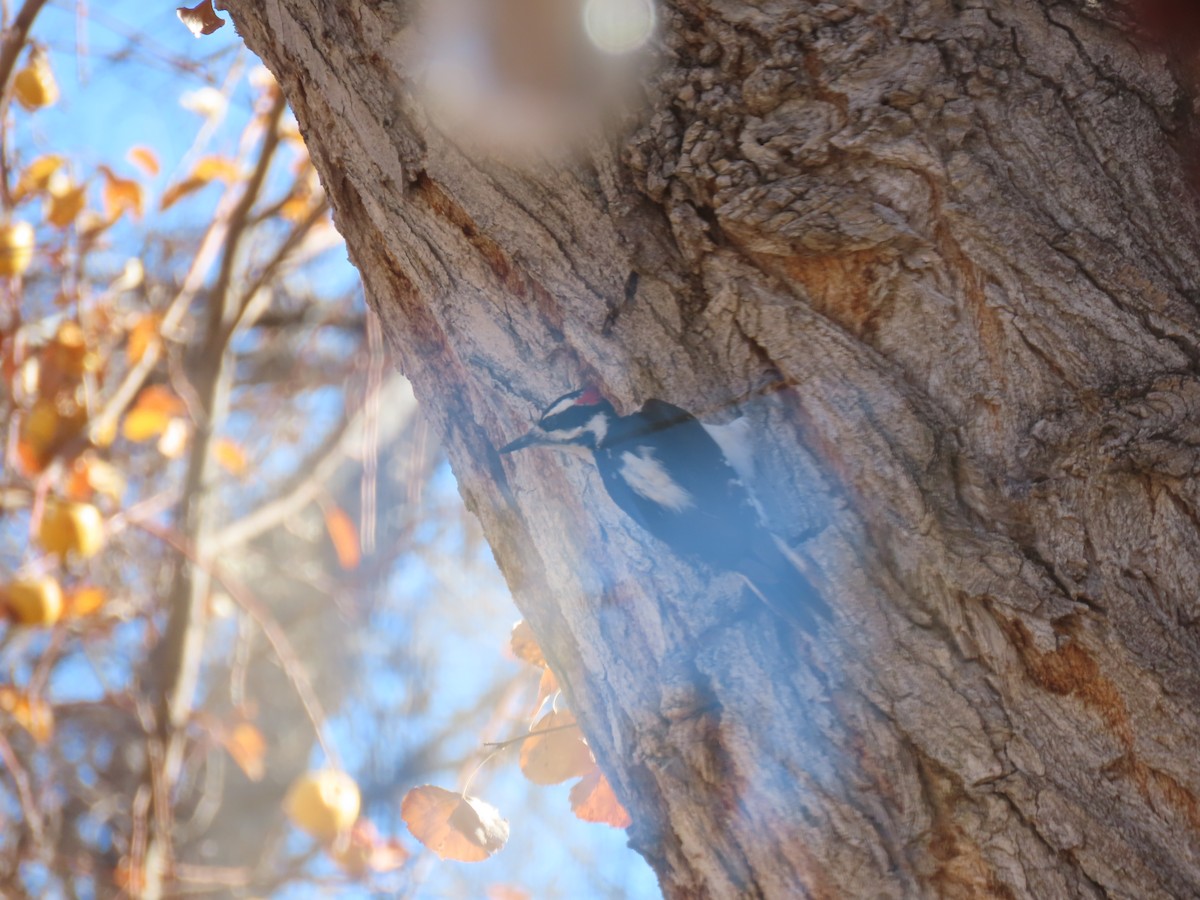 Hairy Woodpecker - ML647313459