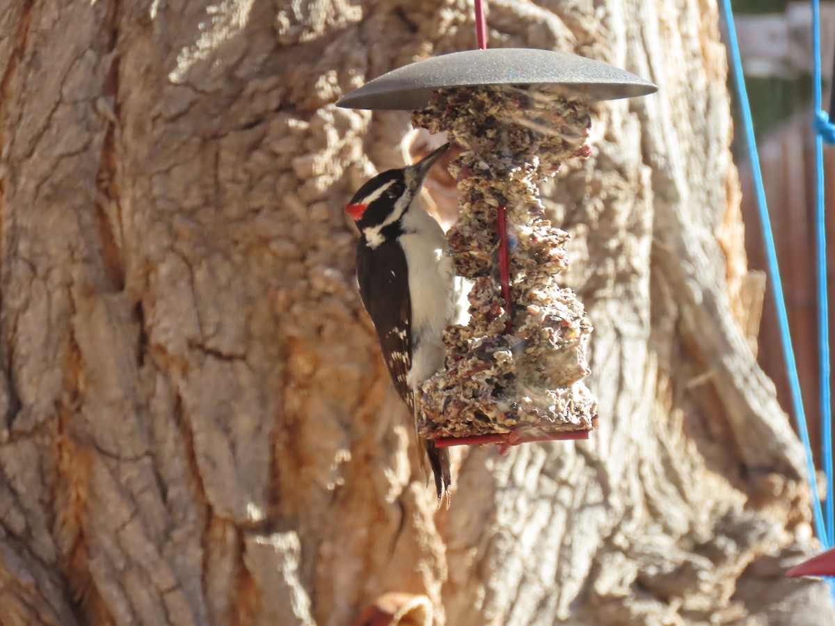 Hairy Woodpecker - ML647313460