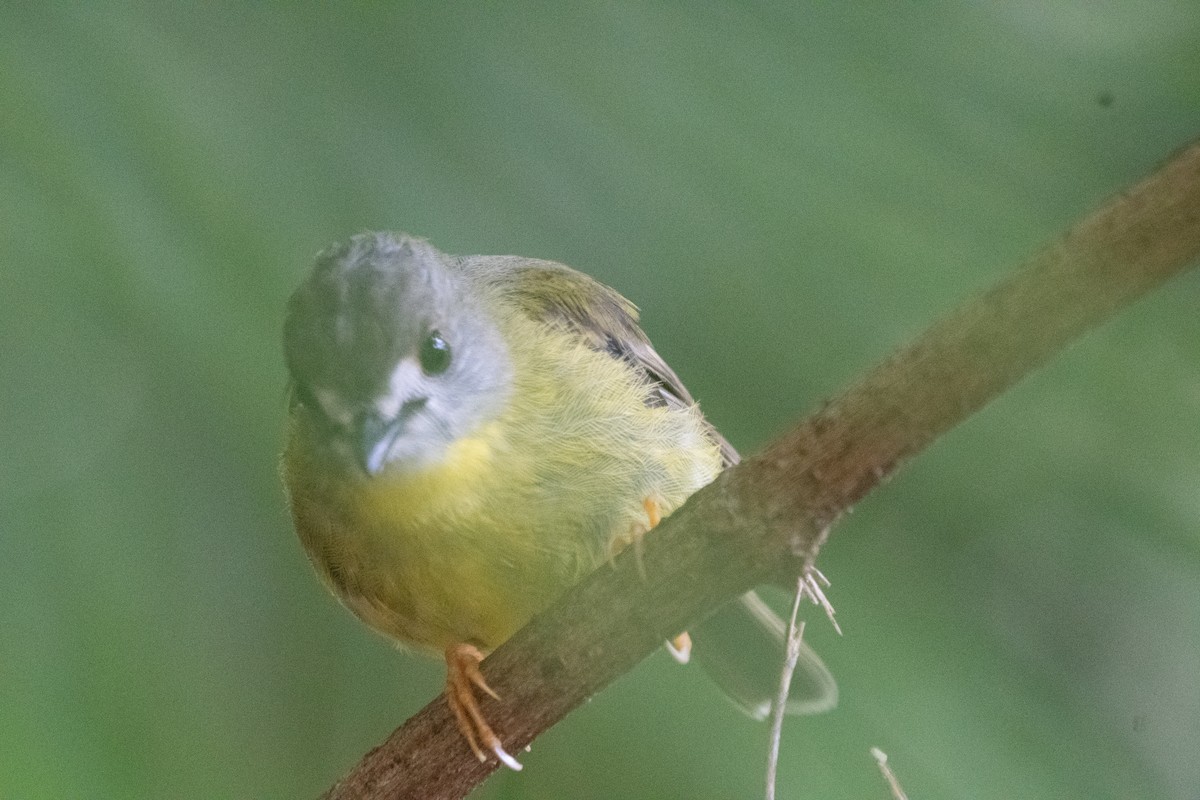 Pale-yellow Robin - ML647313462