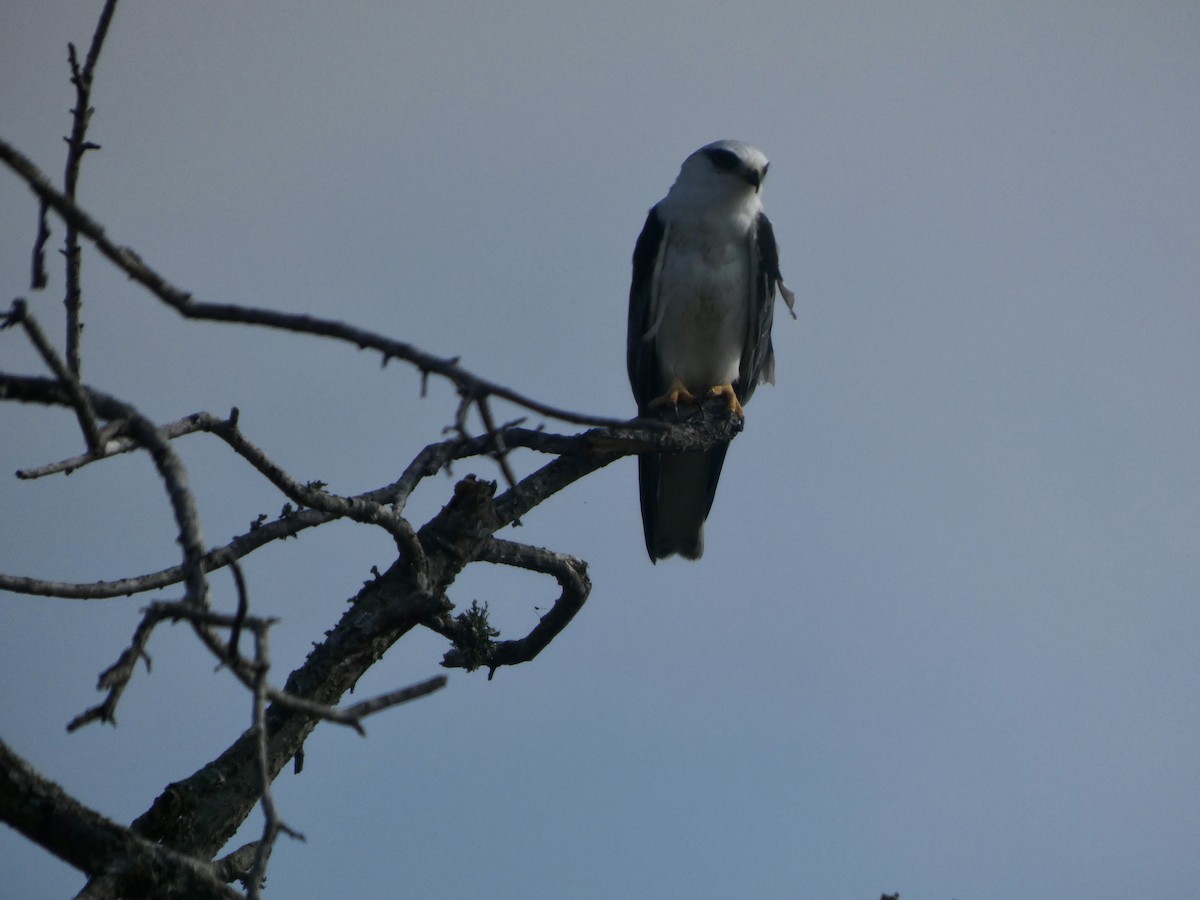 White-tailed Kite - ML647313467